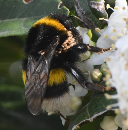 Bombus sp.